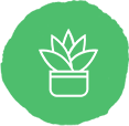 同城绿植速达