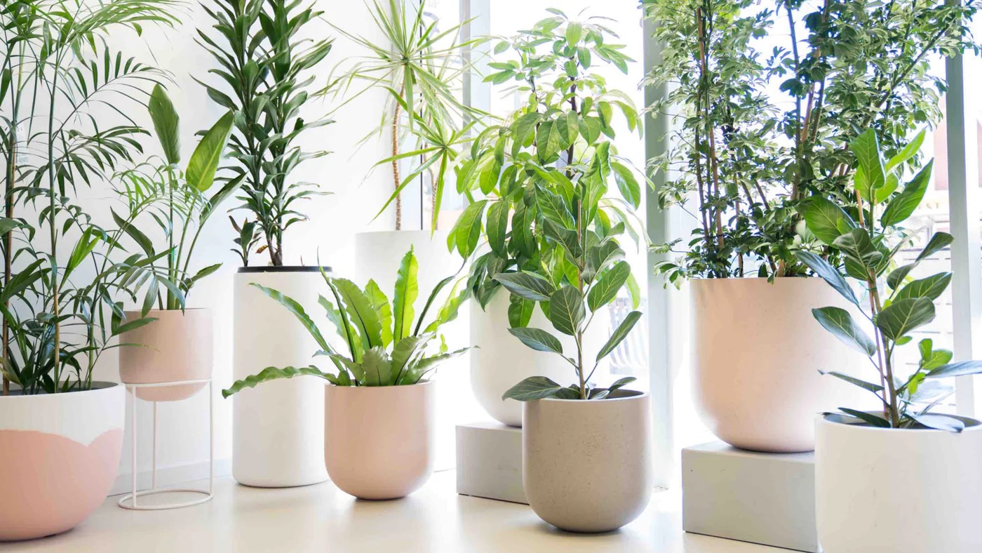 办公室植物