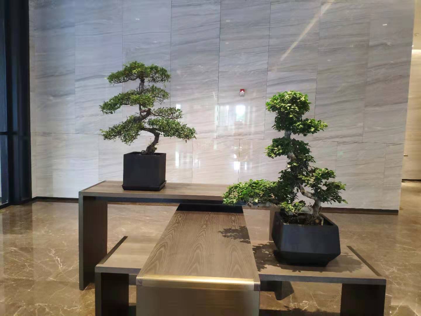 万豪酒店绿植租赁绿化服务
