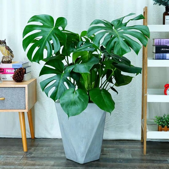 室内鲜花绿植的养护方法与注意事项(图1)