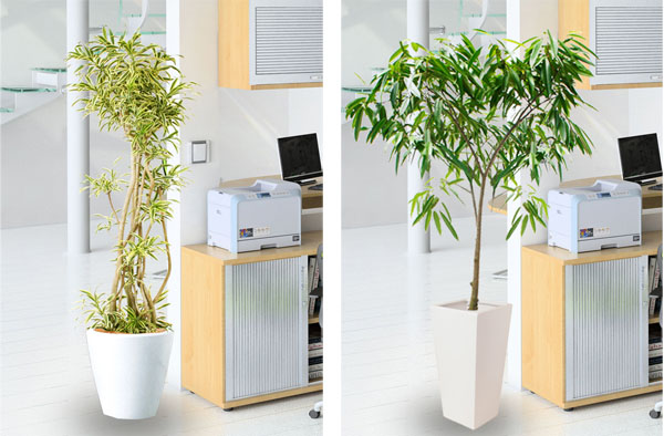 绿植租摆产品