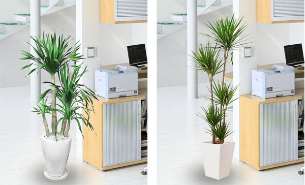 绿植出租产品