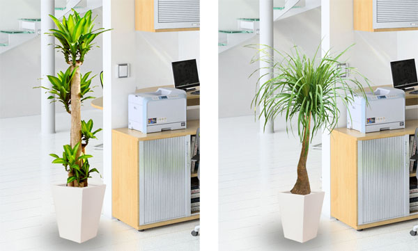植物租赁产品