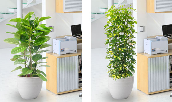 办公室植物