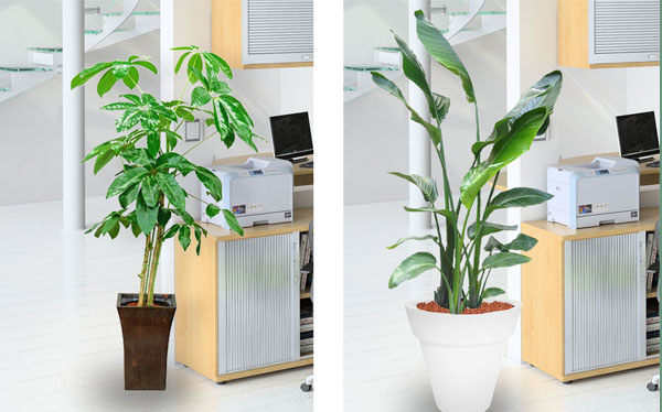 办公室绿植租赁