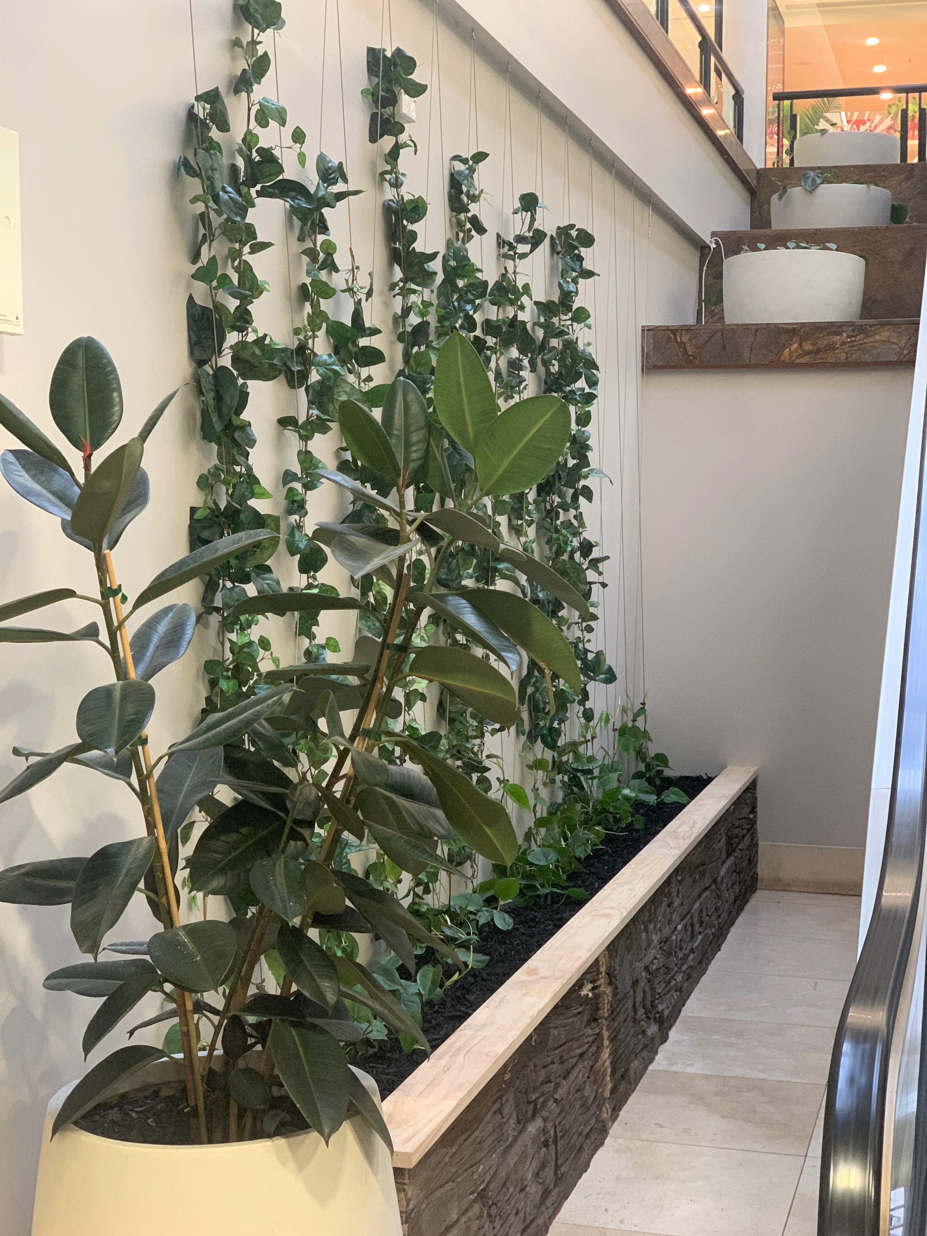 租赁植物设计指南(图2)